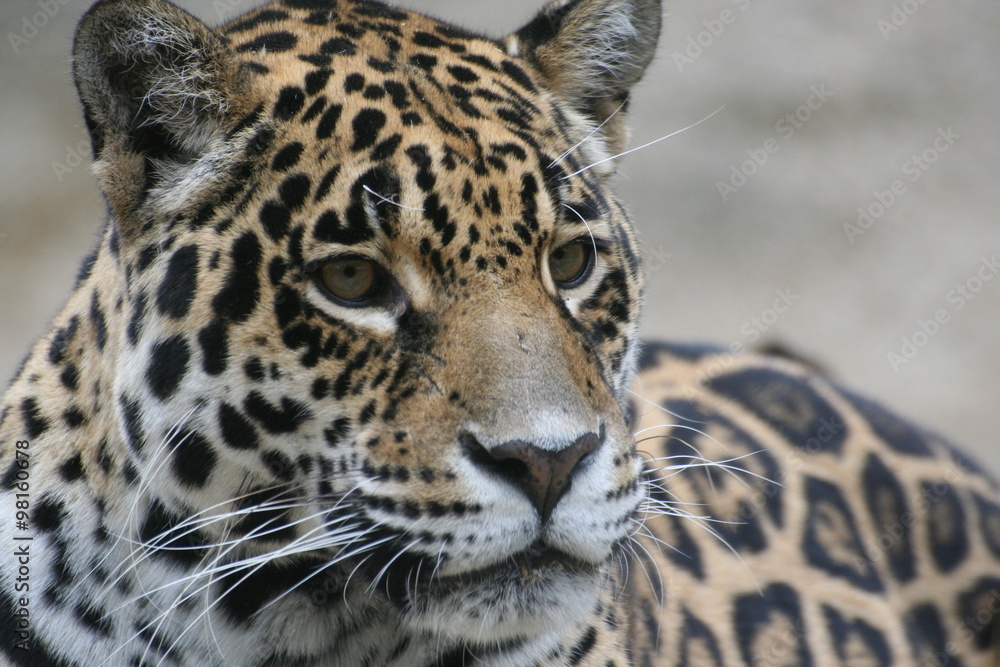 Fototapeta premium Jaguar femelle
