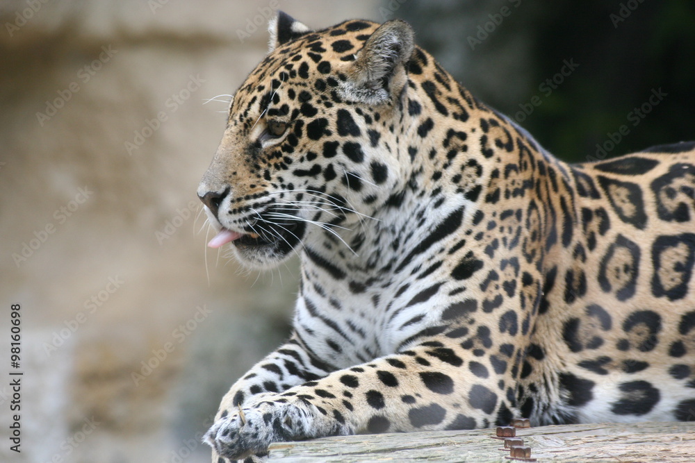 Obraz premium Guépard allongé