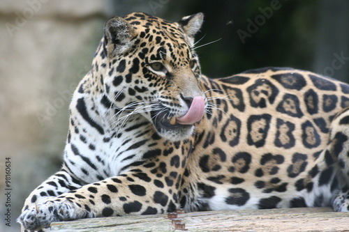 Jaguar gourmand