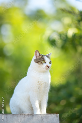 Fototapeta Naklejka Na Ścianę i Meble -  緑の中ののらねこ