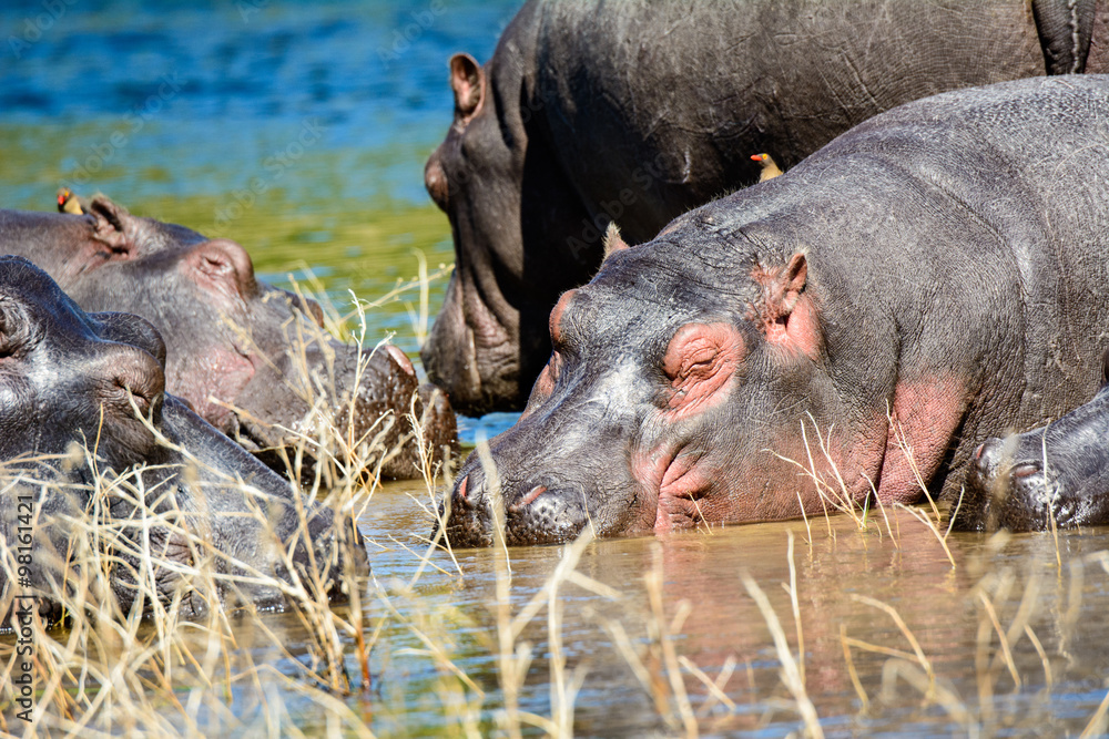 An intimate view of resting hippos