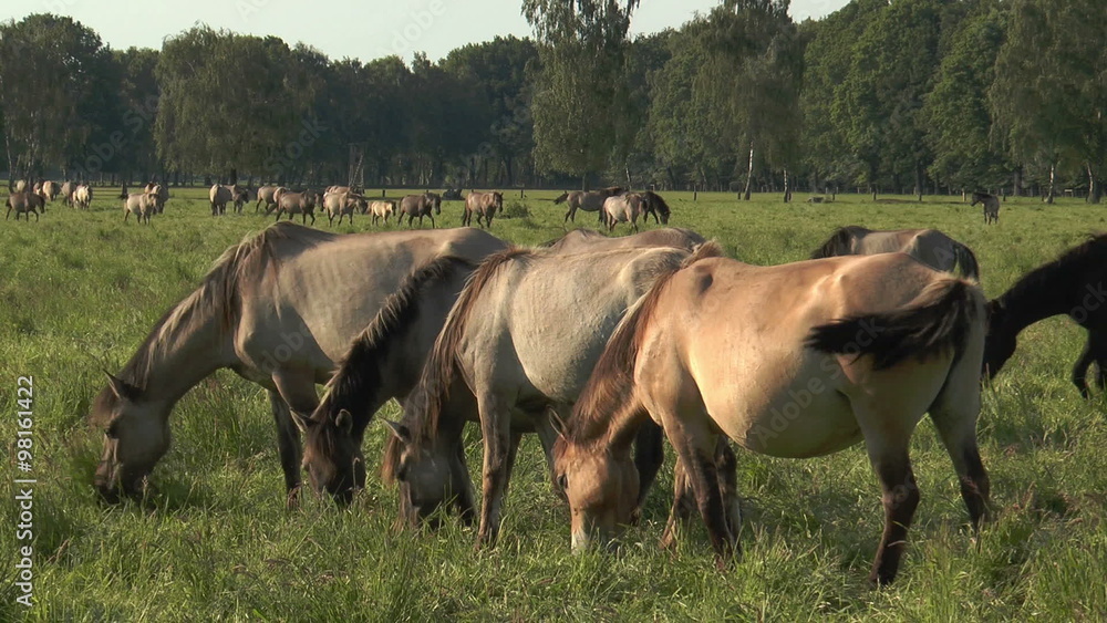Four horses grazing synchronously Four horses grazing synchronously