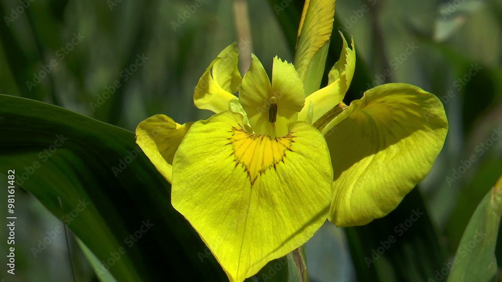 water flag (iris pseudoracus) or yellow iris closeup water flag (iris pseudoracus) or yellow iris closeup