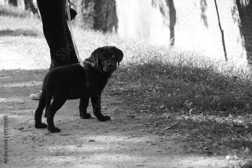 Mirada