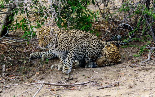 Vászonkép Female leopard trying to exert her feminine wiles on a disinterested male leopar