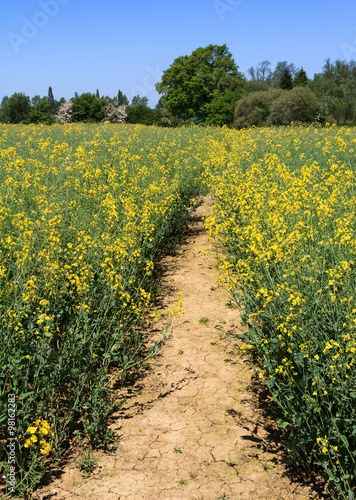 Rapeseed Field Path