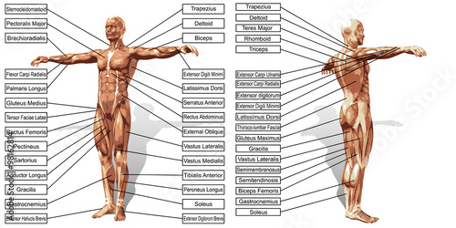 Vector 3D man muscle anatomy with text isolated
