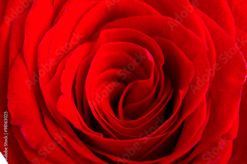 beautiful rose close-up Bud