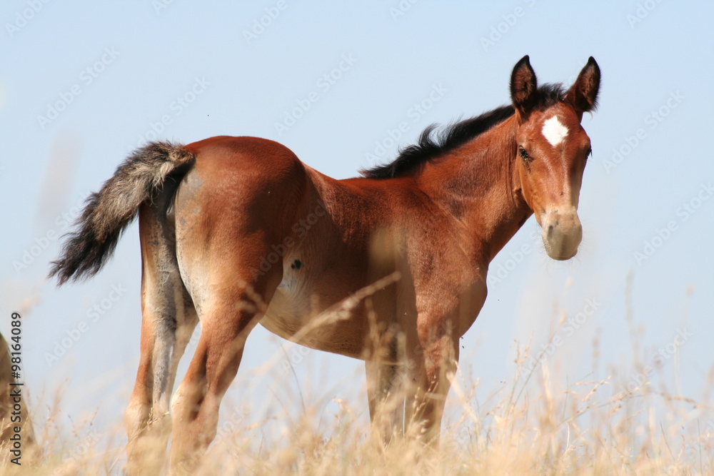 Obraz premium Poulain