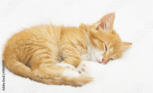 Fotografie, Obraz Cute red kitten sleeping on a fluffy white blanket