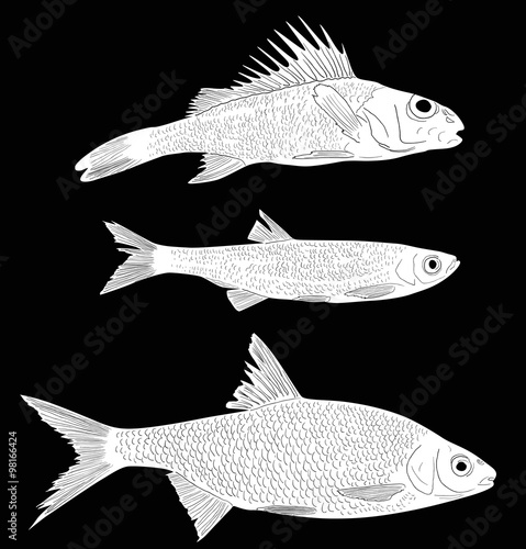 set of three white freshwater fishes on black