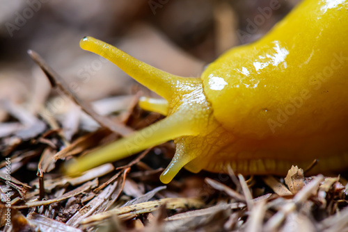 A banana slug in the redwoods