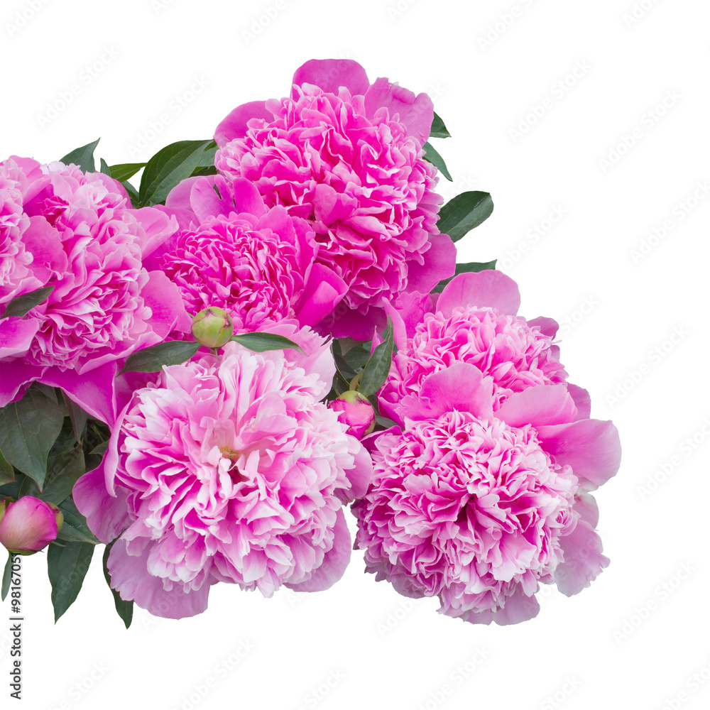 Pink peony flowers  isolated on white background