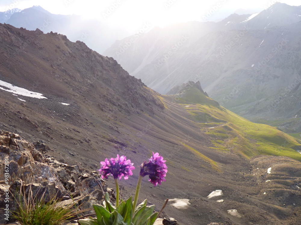 misty mountain valley seen from a pass with flower