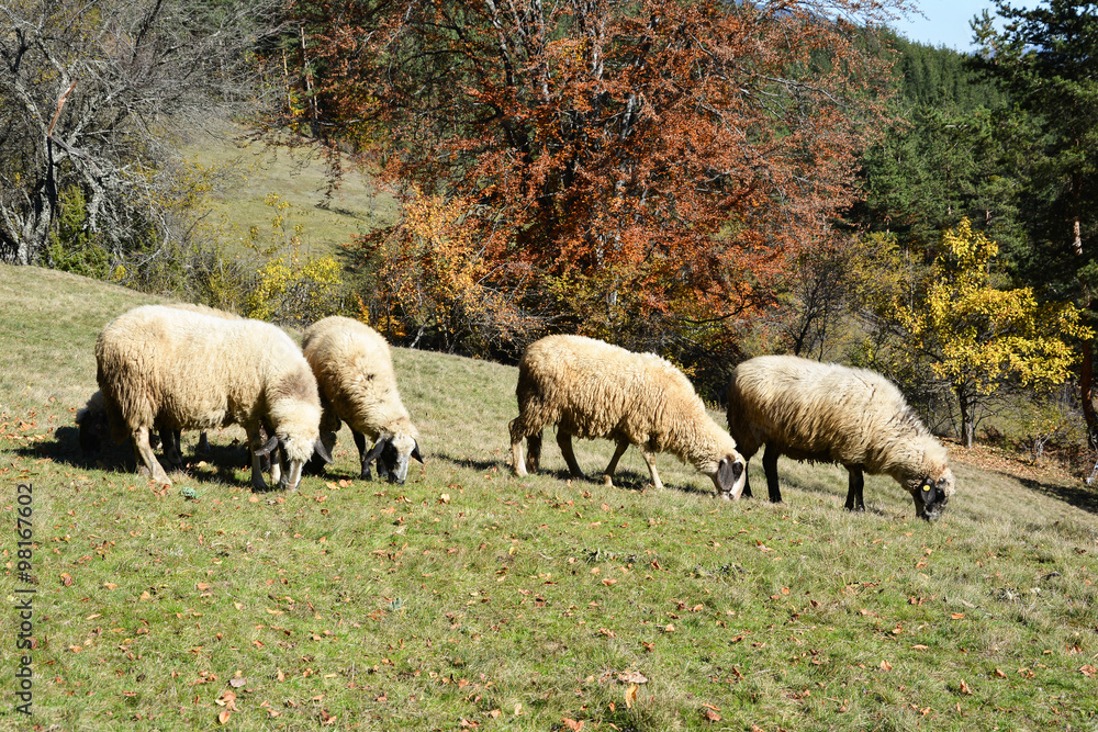 Herd of sheep grazing on a green mountain meadow Herd of sheep grazing on a green mountain meadow