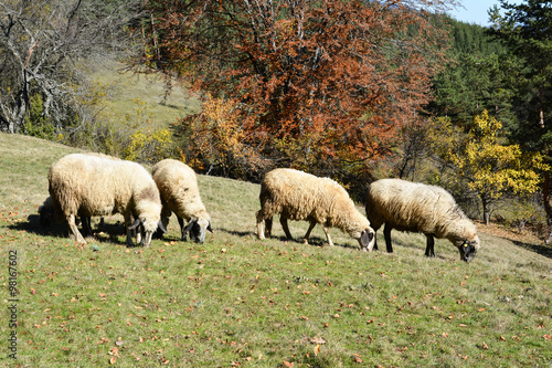 Herd of sheep grazing  on a green mountain meadow