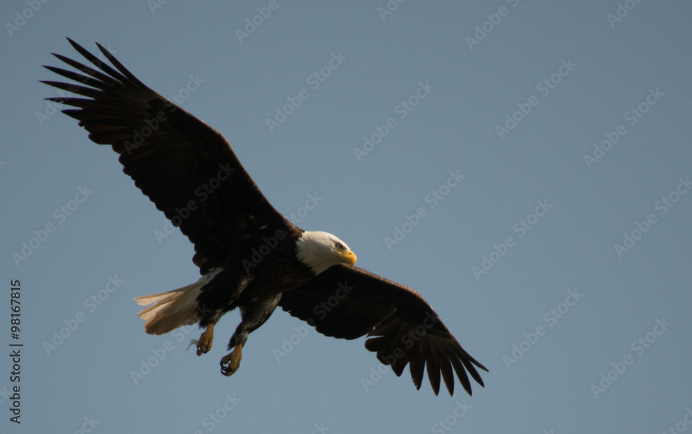 Fototapeta premium Bald Eagle - Kodiak, Alaska