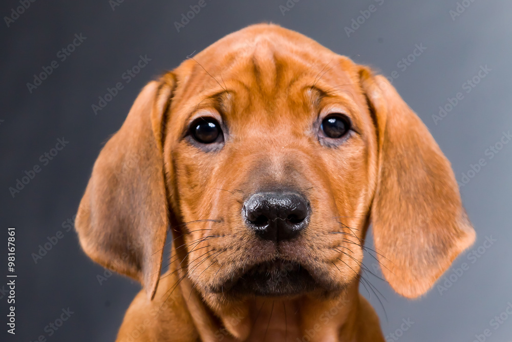 Rhodesian Ridgeback Welpe Rhodesian Ridgeback Welpe