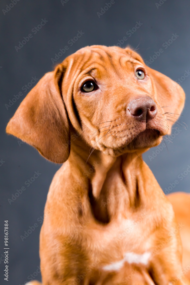 Rhodesian Ridgeback Welpe Rhodesian Ridgeback Welpe