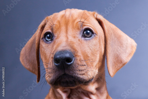 Rhodesian Ridgeback Welpe