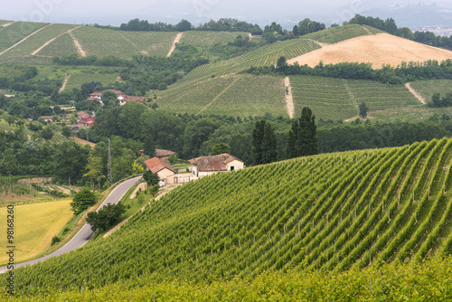 Landscape in Langhe (Piedmont)