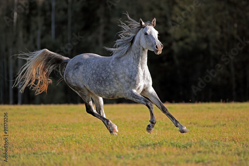 Gray Arabian Mare galloping in meadow