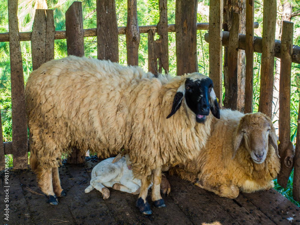 Naklejka premium Sheep