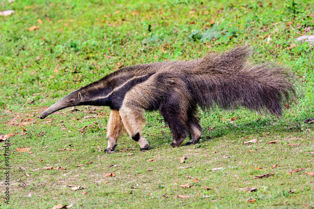 Giant Anteater photographed in the Pantanal ,Brazil Giant Anteater photographed in the Pantanal ,Brazil