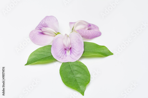 Cajanus crassus flower on white background photo