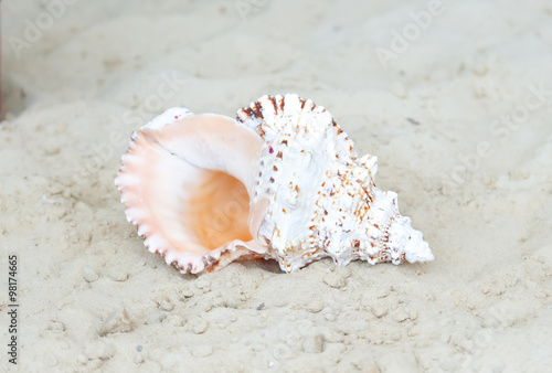 Photo shells on the sea sand