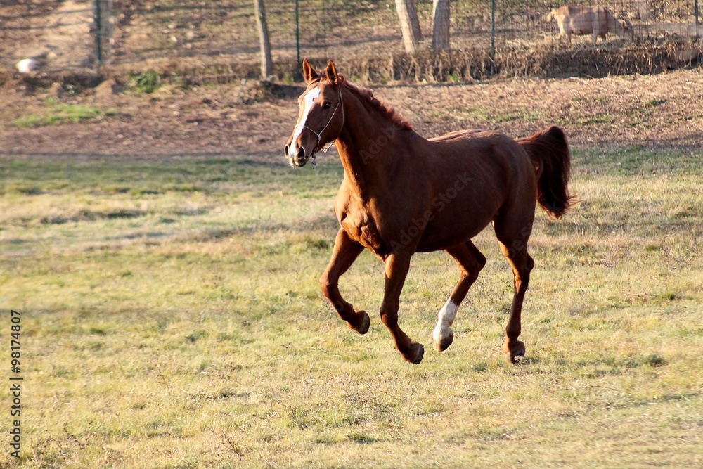 Fototapeta premium Libero di galoppare