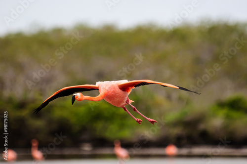 A Flamingo in flight