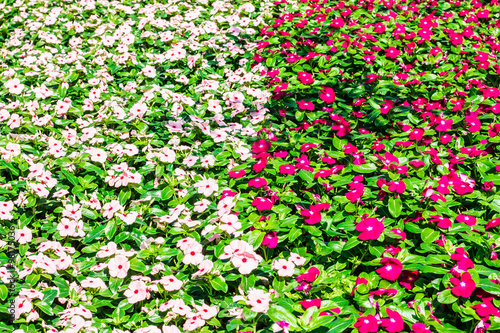 Fototapeta Naklejka Na Ścianę i Meble -  flowers in the gardens