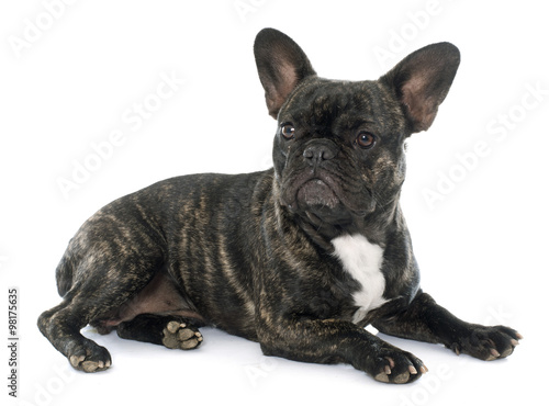 brown french bulldog