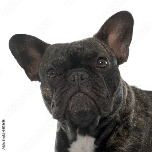 Fototapeta Naklejka Na Ścianę i Meble -  brown french bulldog