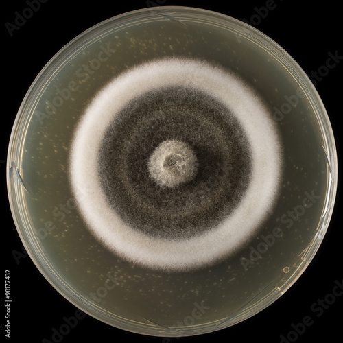 Vászonkép Coltura di Alternaria alternata in potato dextrose agar