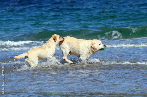two labradors at the sea