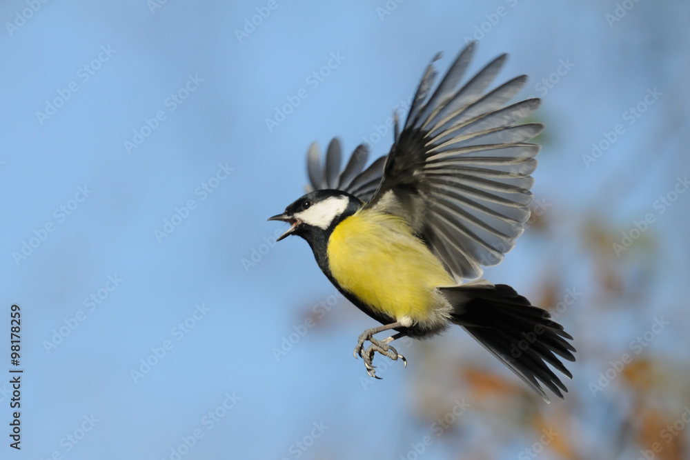 Fototapeta premium Crying Great tit in flight