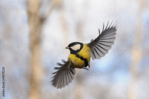 Front view of flying Great tit