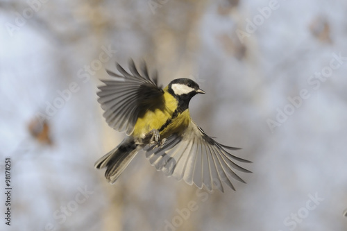 Flying Great Tit with open wings