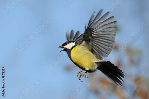 Crying Great tit in flight © Victor Tyakht