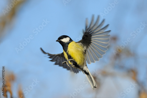 Flying Great Tit with open wings against blue sky background © Victor Tyakht