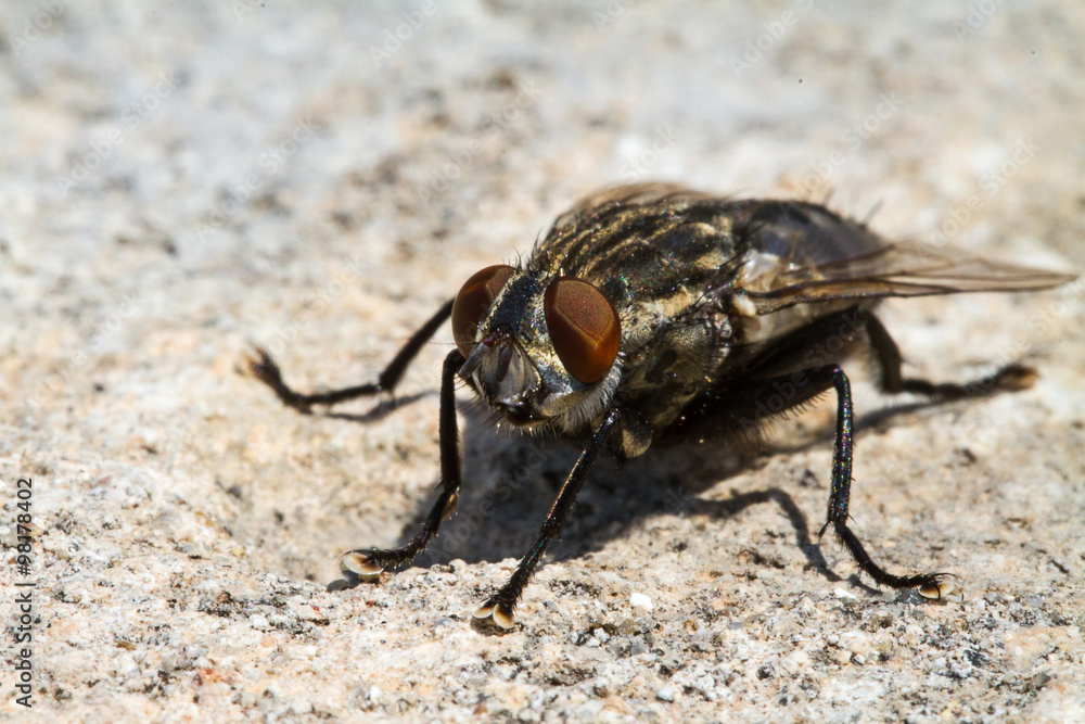 Mosca comune Mosca comune