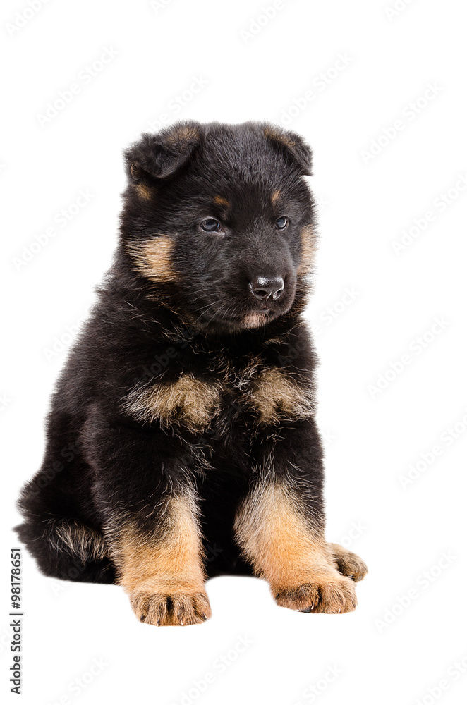 Adorable puppy German Shepherd, isolated on white background