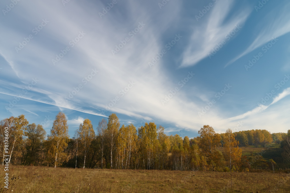 Birch woods in autumn Birch woods in autumn