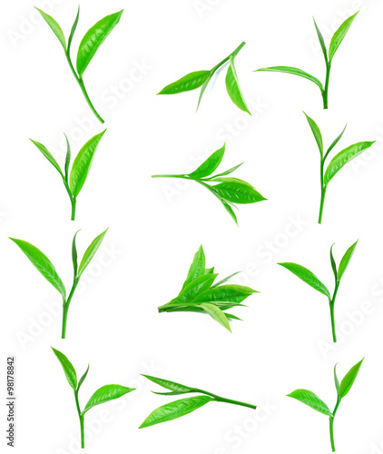 green tea leaf isolated on white background