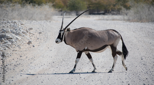 Oryxantilopen (Oryx) in der Savanne vom Etosha Nationalpark