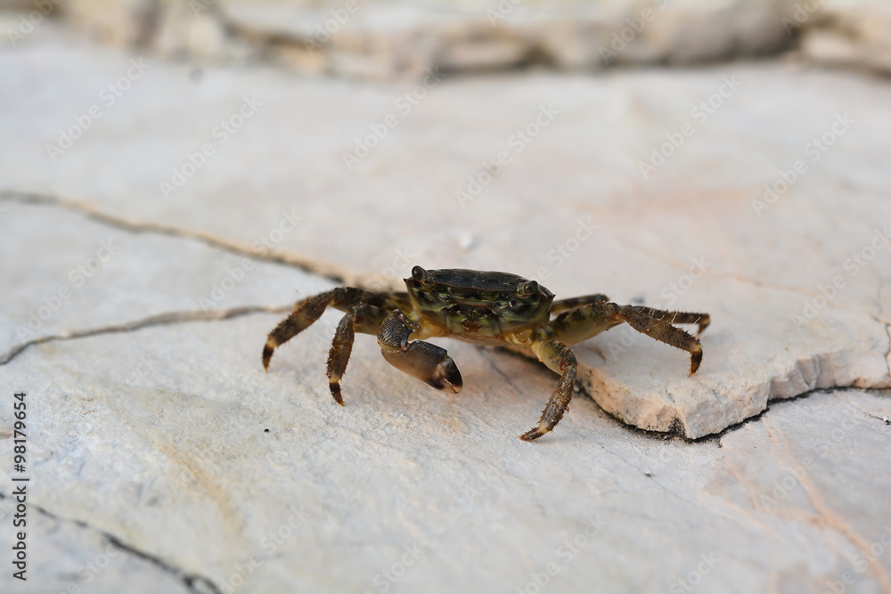 eine Krabbe am Ufer der Adria in Kroatien eine Krabbe am Ufer der Adria in Kroatien