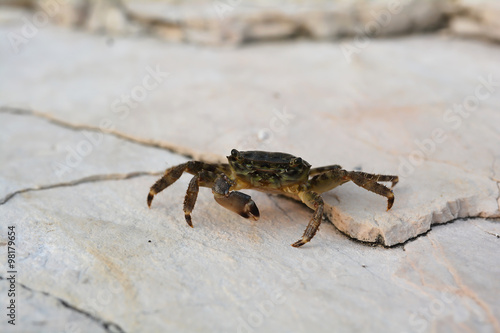 eine Krabbe am Ufer der Adria in Kroatien © Heiko Küverling