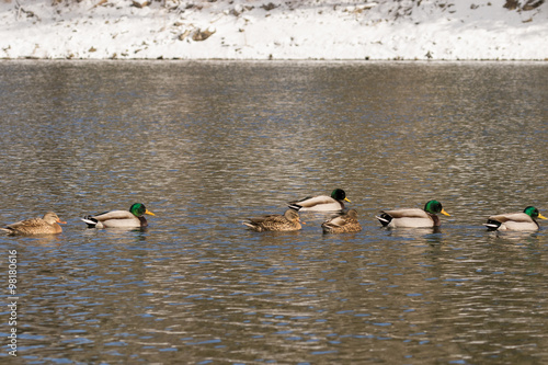 Mallards on Lake © natureguy